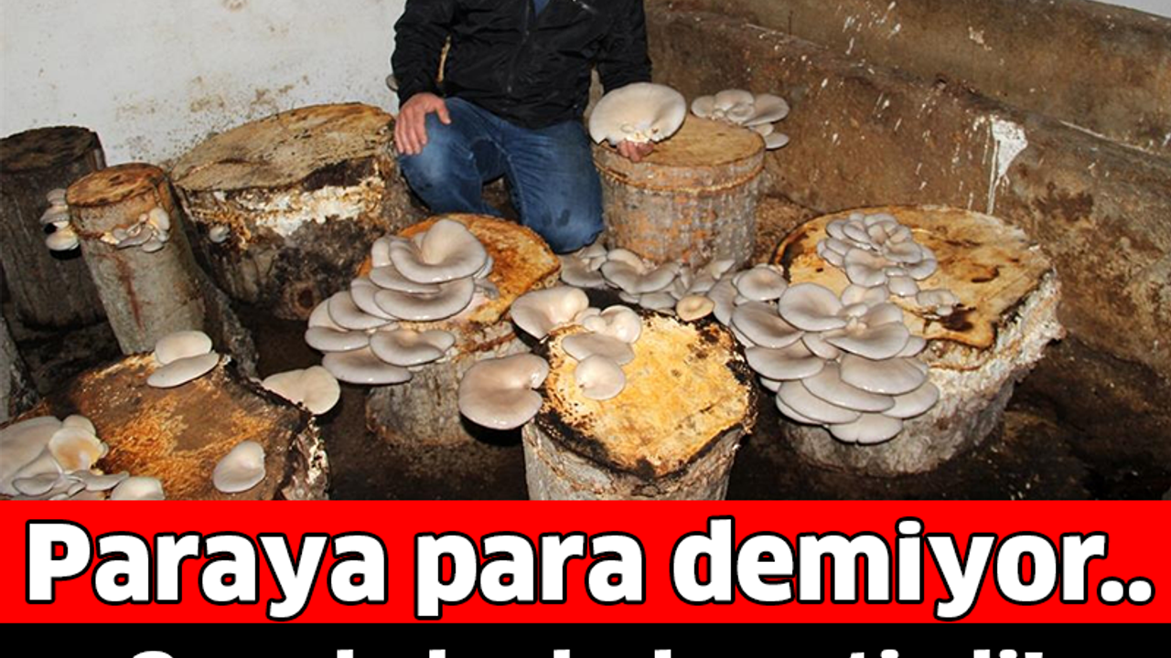 3 ayda bu hale getirdi! Kilosu 15 TL'den satılıyor... Paraya para demiyor..