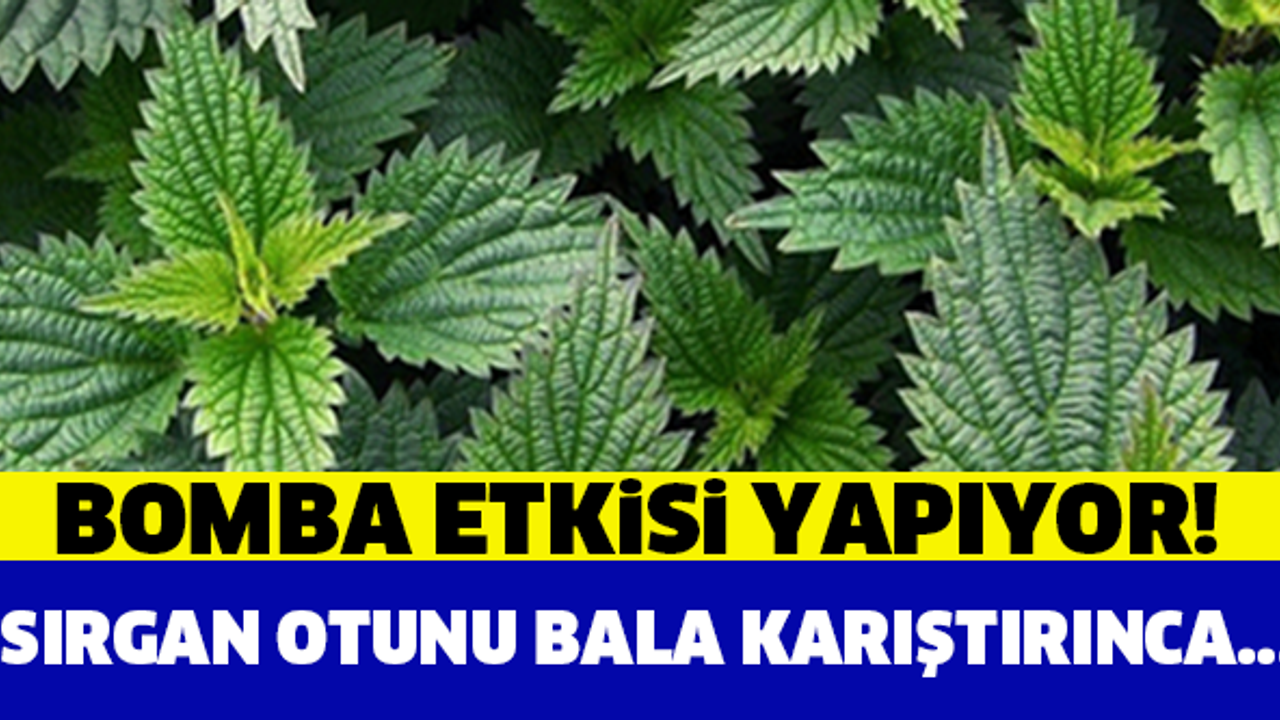 Balla karıştırılan ısırgan otu bomba etkisi yapıyor!