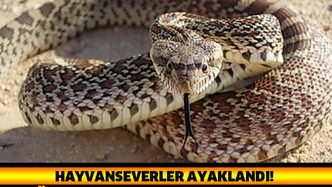OHA ARTIK! BUNLARDAN HANGİSİ HAYVAN? ADAM YILANA TECAVÜZ EDİYOR!