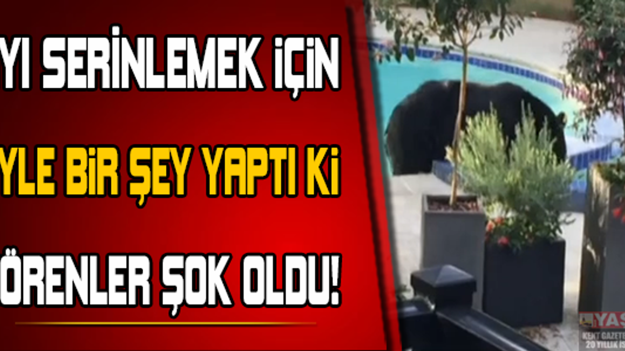 Ayı serinlemek için öyle bir şey yaptı ki....