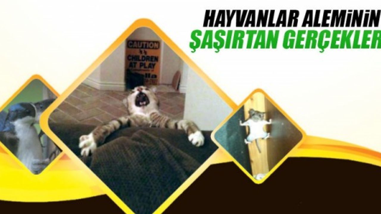 Hayvanlar aleminin şaşırtan gerçekleri