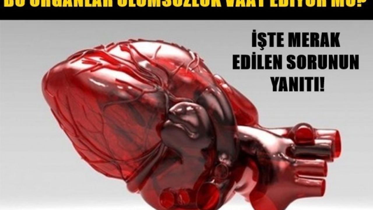 Bu Organlar Ölümsüzlük Vaat Ediyor Mu?
