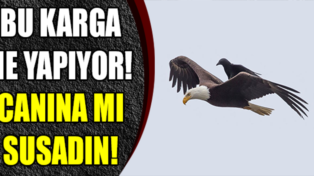 Canına mı Susadın!