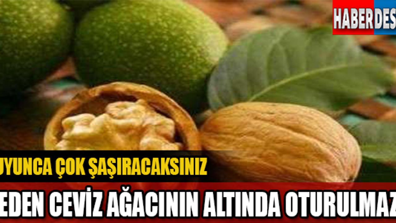 Ceviz ağacının altında neden oturulmaz?