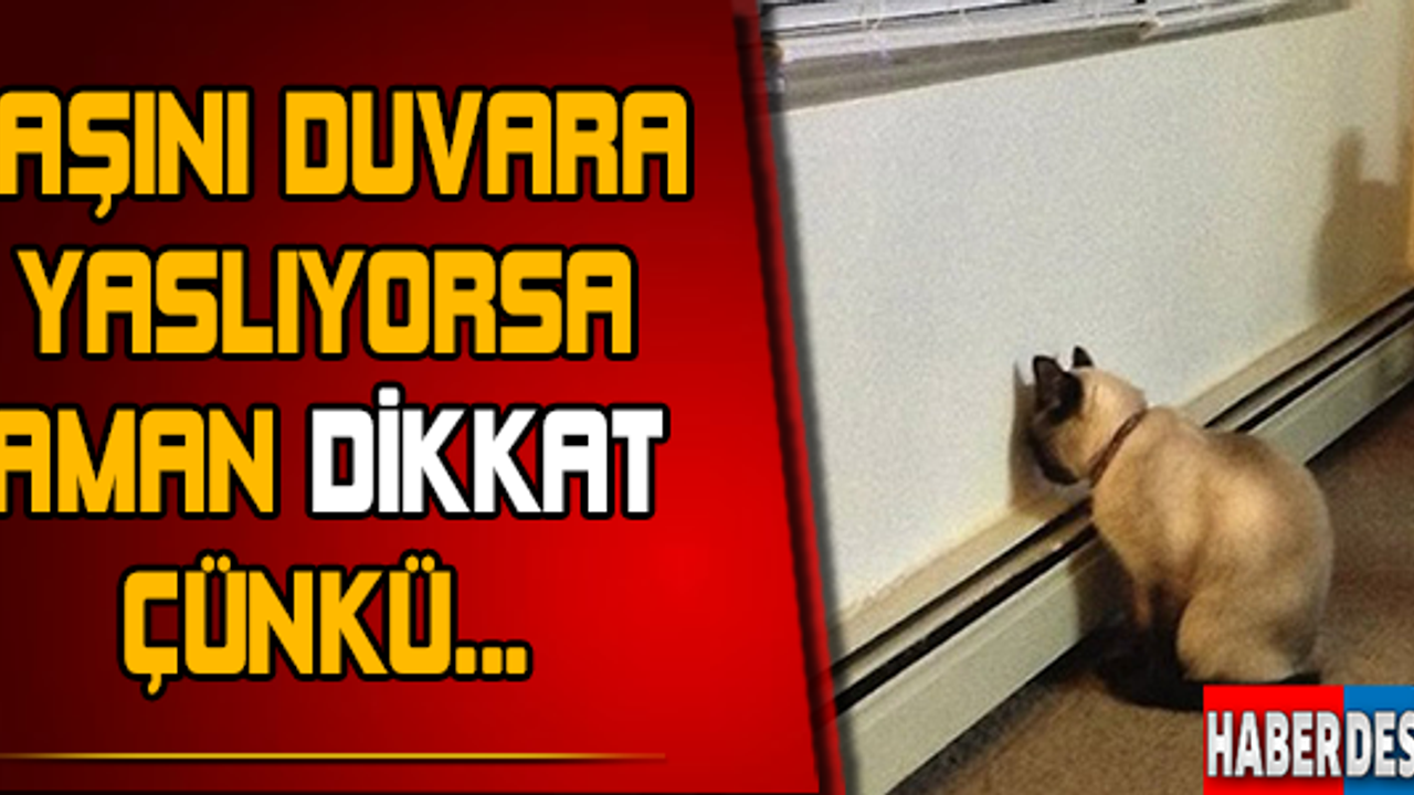 Eğer başını duvara yaslıyorsa..!