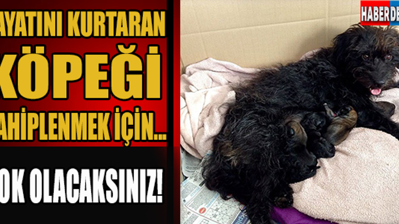 Hayatını kurtaran köpeği sahiplenmek için ... Şok olacaksınız!