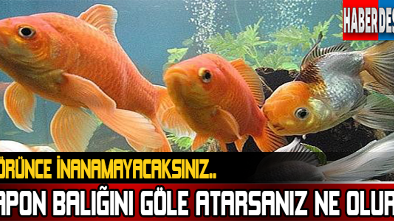 Japon Balığını Göle Sokarsanız Ne Olur?