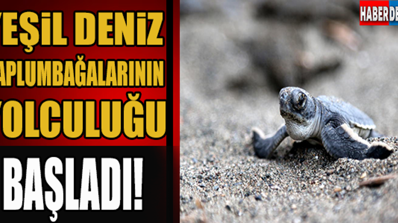 Yeşil deniz kaplumbağalarının yolculuğu başladı