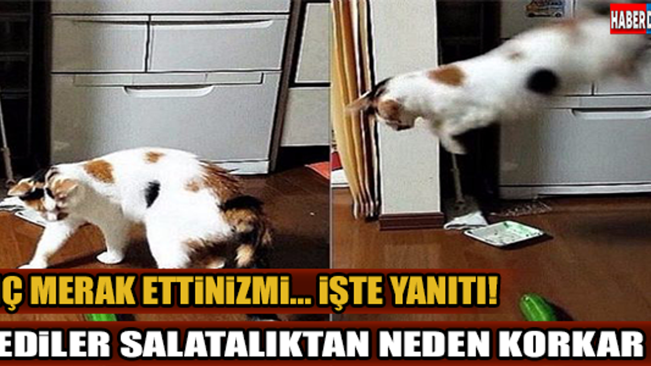KEDİLER SALATALIKTAN NEDEN KORKAR? İŞTE YANITI..