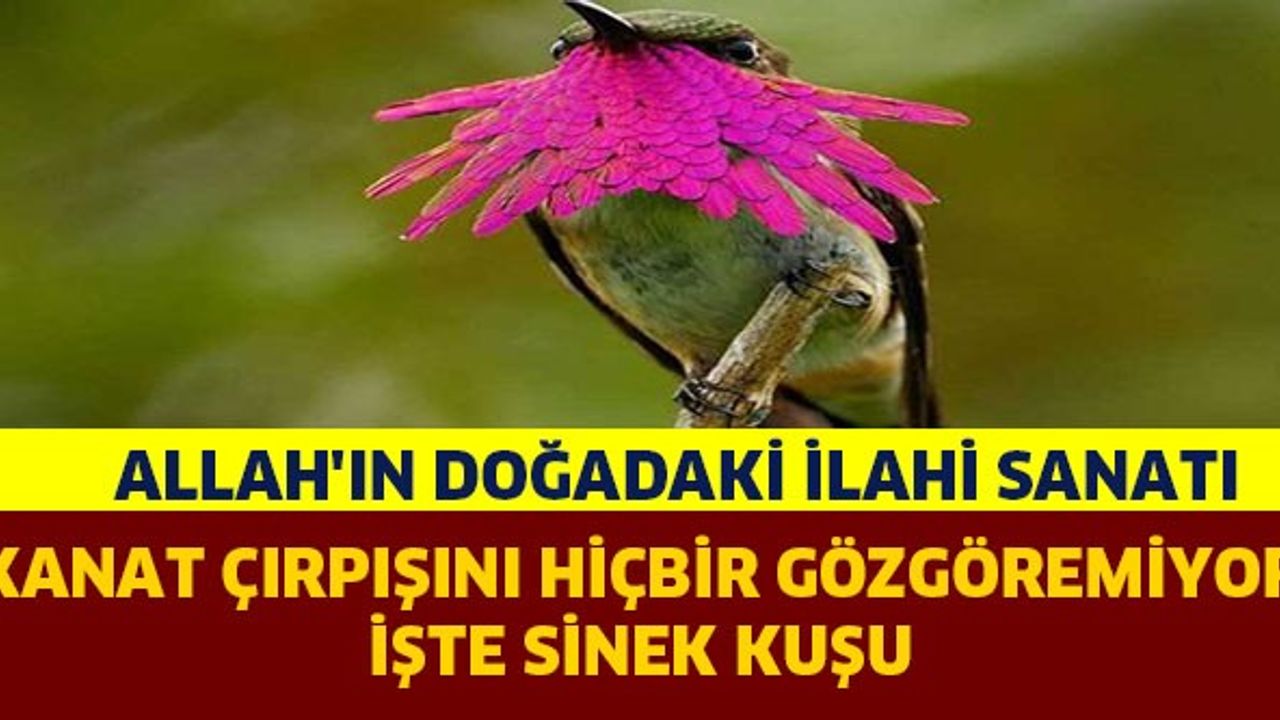 ALLAH’IN DOĞADAKİ İLAHİ SANATI: SİNEK KUŞU