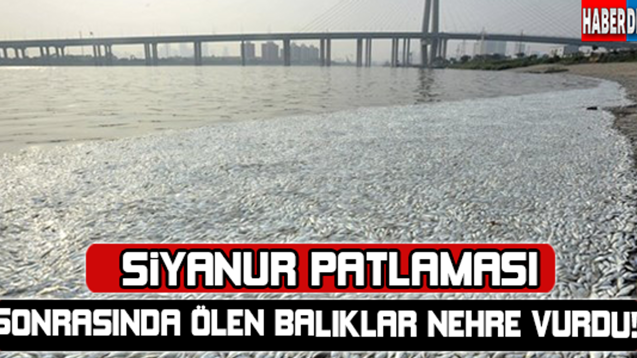 Çin'deki siyanür patlaması sonrası balıklar nehire vurdu !