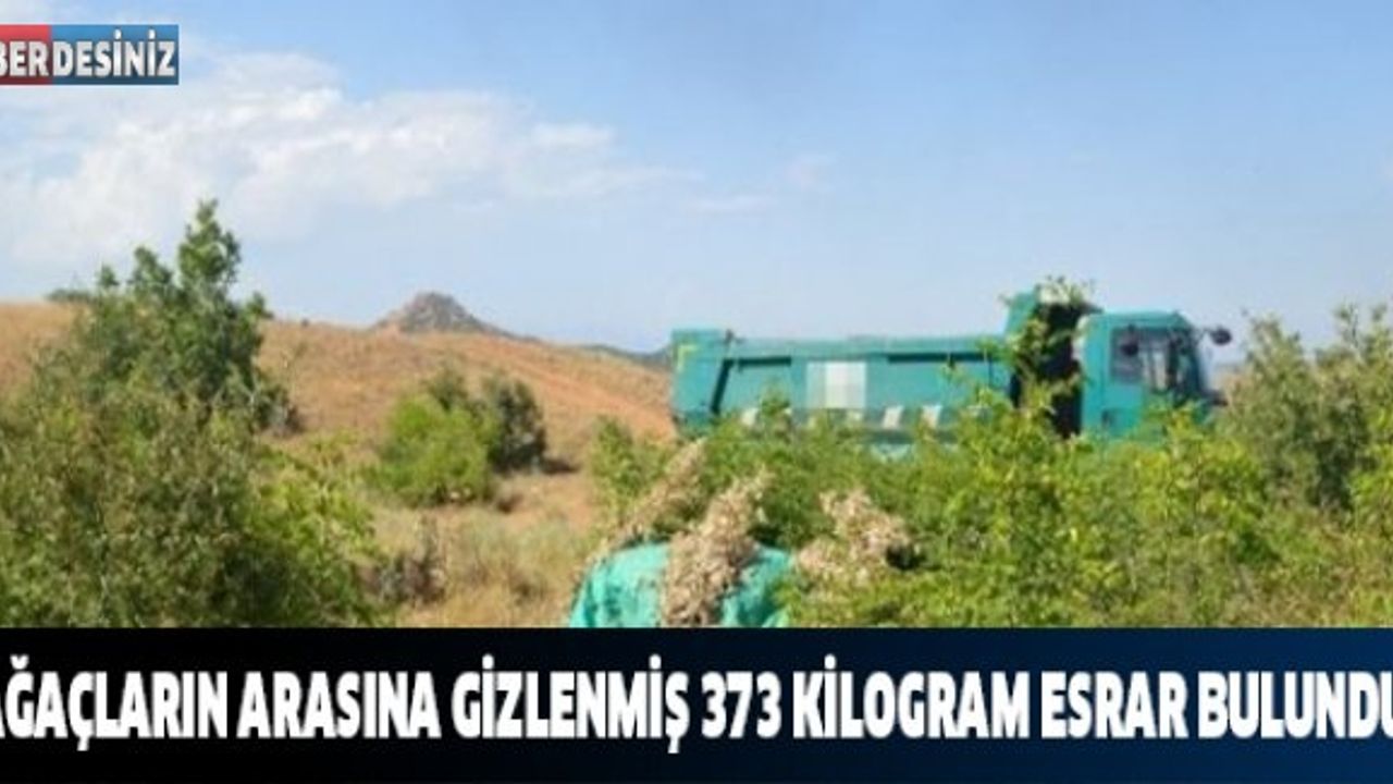 Ağaçların Arasına Gizlenmiş 373 Kilogram Esrar Bulundu