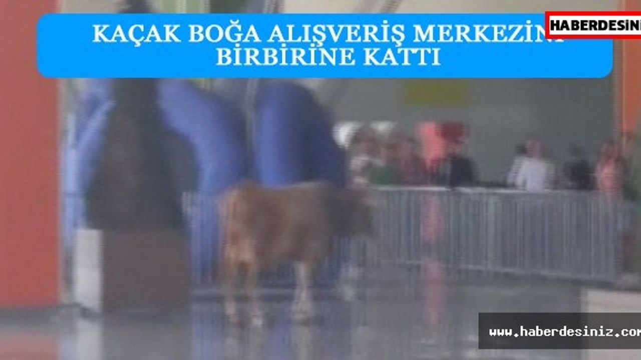 Kaçak boğa alışveriş merkezini birbirine kattı