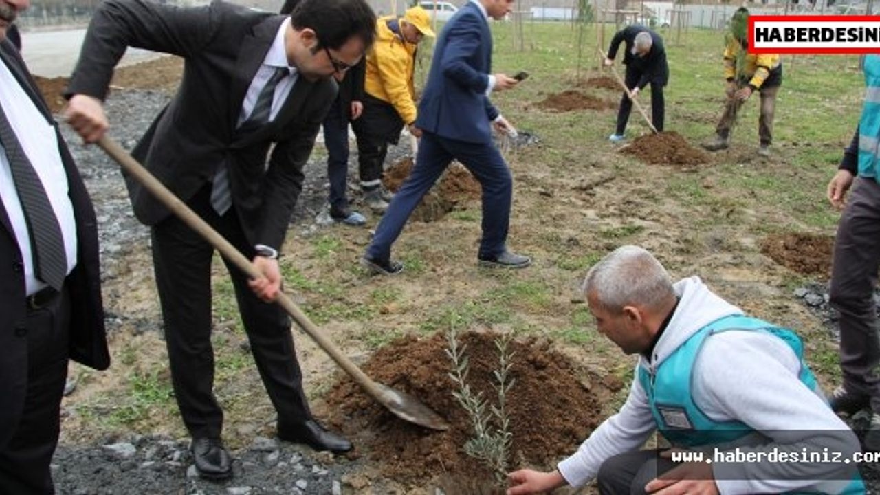 ESENYURT’TA ZEYTİN DALI HATIRA ORMANI  DENETİMLİ SERBESTLİK HÜKÜMLÜLERİ AĞAÇ DİKTİ