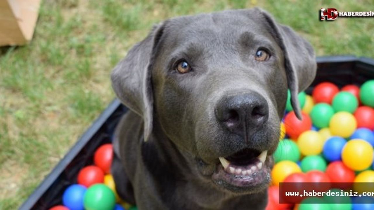 İnanılmaz keşif: Köpeklerin yüz kasları evrimleşti, Peki neden?
