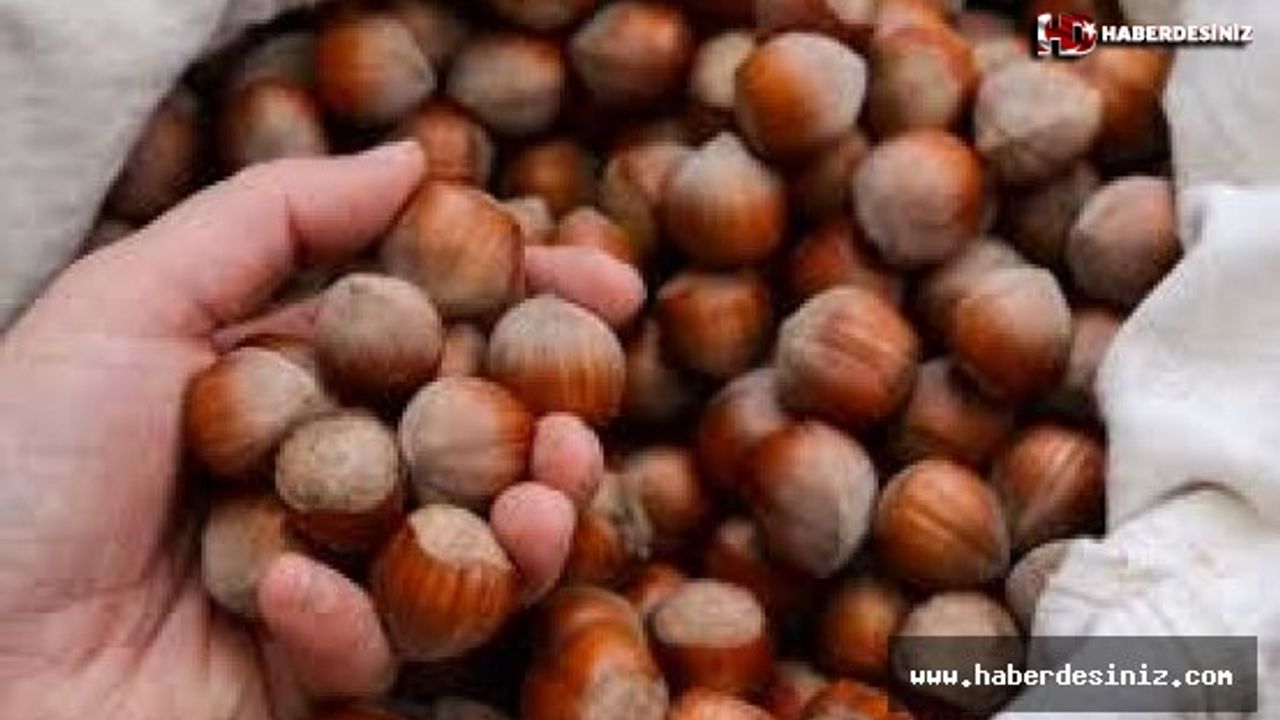 10 Ekim Perşembe güncel fındık fiyatları! Fındık kaç lira?