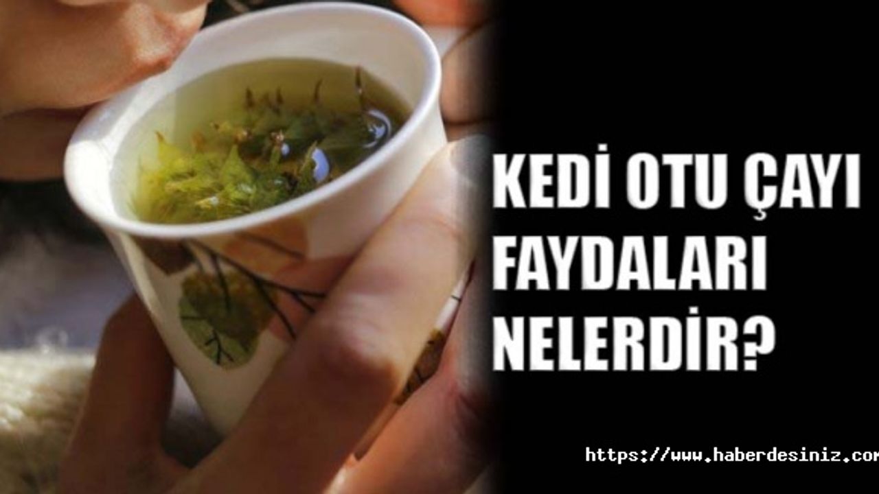 Kedi otu çayı faydaları nelerdir?