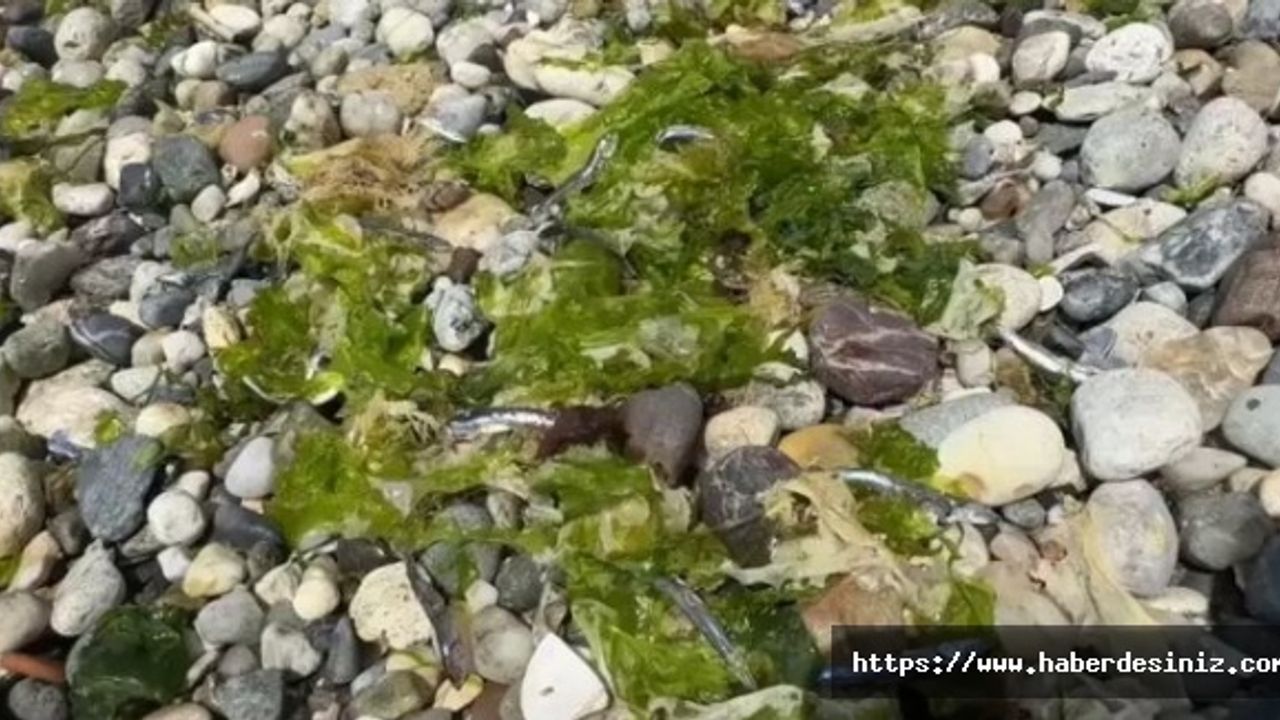 Avcılar Sahili'nde Ölü Balık Alarmı: Çevre Sakinleri Tedirgin