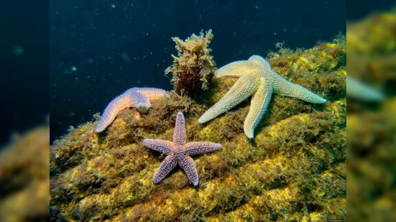 Marmara Adaları Yapay Resifle canlanıyor  