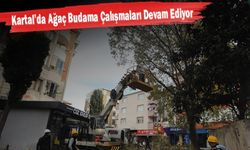 Kartal’da Ağaç Budama Çalışmaları Devam Ediyor