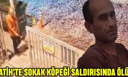 Fatih'te Sokak Köpeği Saldırısında Ölüm