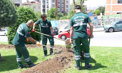 Ayda 1 ton kahve posasını gübre olarak değerlendiriyorlar