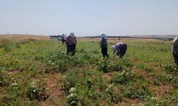 SİLİVRİ’DE TARLADA KARPUZ MESAİSİ: HASAT BAŞLADI