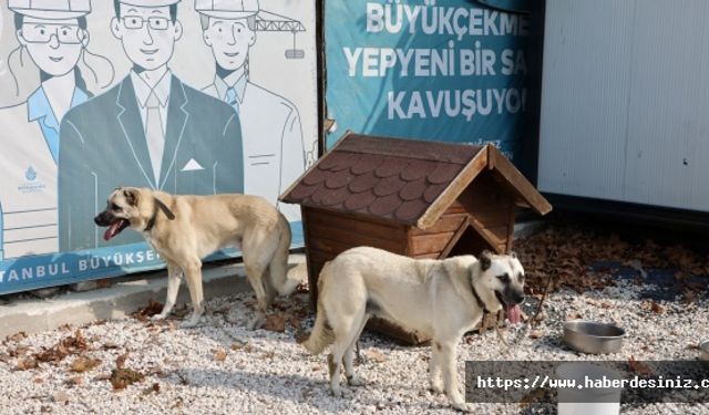 Sokağa atılan köpeklerin bir görevi var