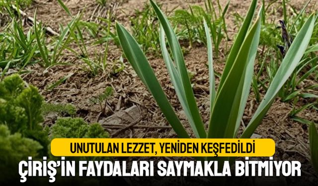 “Unutulan Lezzet, Yeniden Keşfedildi: Çiriş Otunun Faydaları Saymakla Bitmiyor"
