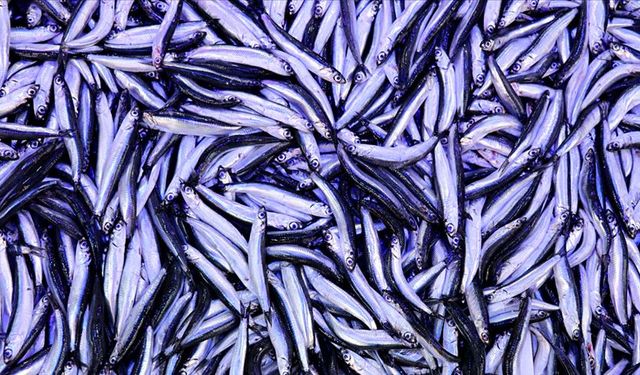 Kilo fiyatı 100 liraya kadar düştü