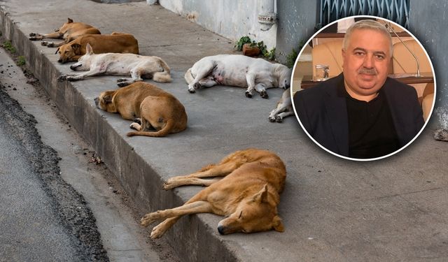 Karakuş : Kısırlaştırma Düştü, Kuduz Riski Yükseldi