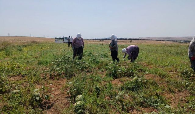 SİLİVRİ’DE TARLADA KARPUZ MESAİSİ: HASAT BAŞLADI