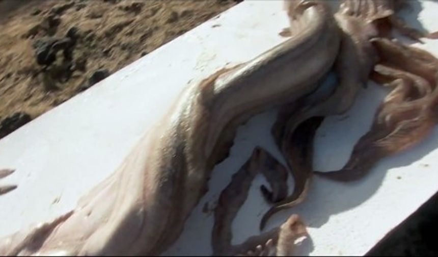 En son 2013 yılında animal planet için çalışan deniz biyologları denizaltının içinde balıkları görüntülerken yanlışlıkla kameralara yakalanmıştır. Bunun üzerine ulusal okyonus servisi okyanuslarda insansı yaratıklar bulunduğunu gösteren kanıta rastlanmadığına dair açıklama yapmak zorunda kalmıştır.