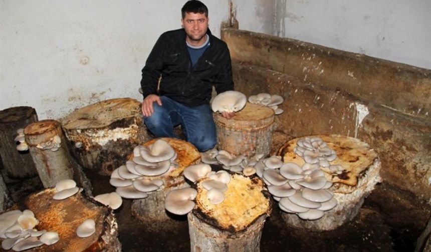 Sivas’da yaşan Abdullah Deveci, işlevini yitirmiş kavak ağaçlarından elde ettiği kütüklerde, hiçbir kimyasal kullanmadan istiridye mantarı üretip kavak ağaçlarını ekonomiye kazandırdı.