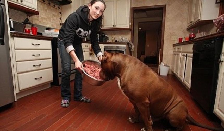 ABD&#039;nin New Hampshire eyaletinde Marlon ve Lisa Grennan çiftinin köpeği &#039;Hulk&#039; görenleri hayrete düşüyor.