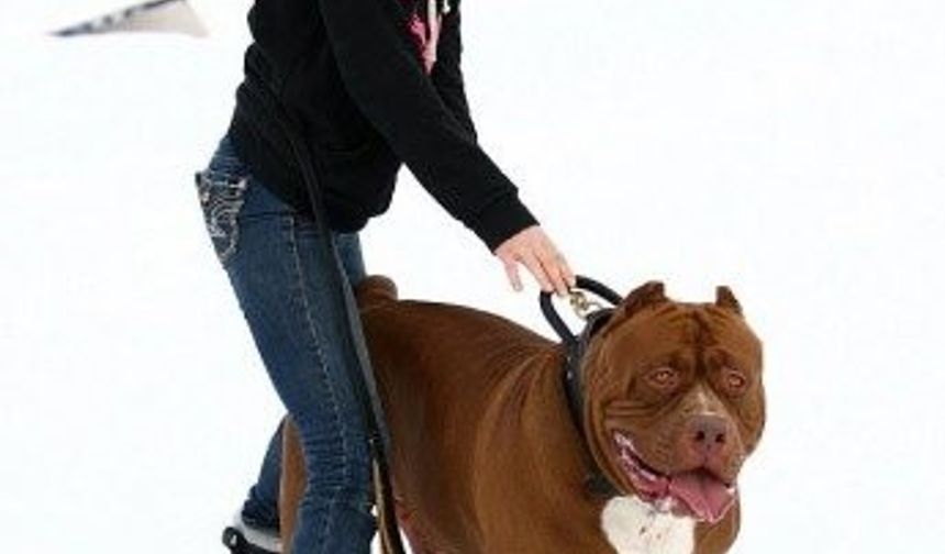 &#039;Hulk&#039; adındaki pitbull cinsi köpek 17 aylık olmasına karşın hemcinslerinden oldukça farklı.