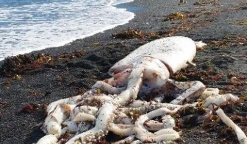 Yeni Zelanda’daki Güney Adası kıyılarında dev bir ahtapot kıyıya vurdu. Dev ahtapotun fotoğraflarını yerel bir akvaryum, Facebook sayfasında paylaştı.

Dokunaçları beş metre olan ahtapotun yanına uzanan 1.83 boyundaki bir akvaryum görevlisi.

Görevliler, kıyıdaki ahtapotu kuşlar parçalamadan önce akvaryuma götürüp, dondurucuya koyduklarını belirtti.

Ahtapot üzerinde, Auckland ve Otago üniversitelerinde detaylı inceleme yapılacak.