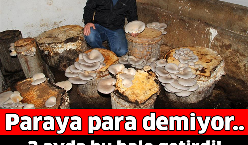 3 ayda bu hale getirdi! Kilosu 15 TL&#039;den satılıyor... Paraya para demiyor..

GALERİ&#039;NİN DEVAMI İÇİN TIKLAYIN..!