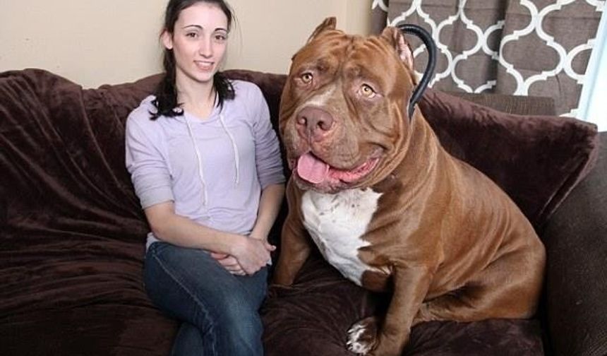 Neredeyse 80 kilogram olan köpeğin halen büyümeye devam ettiği