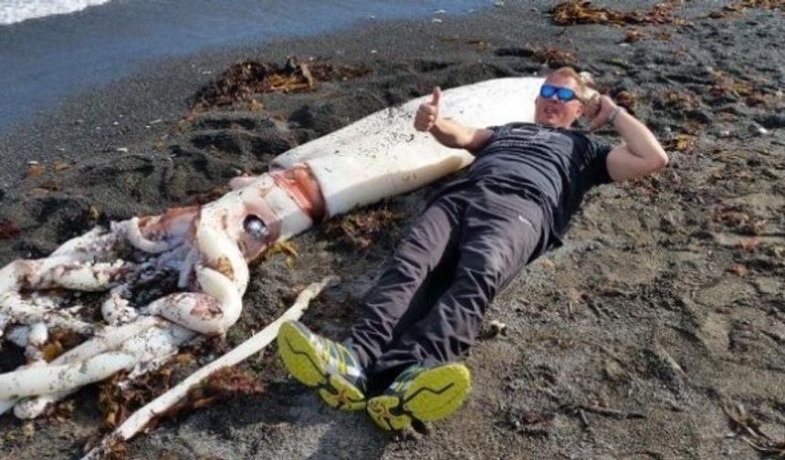 Yeni Zelanda’daki Güney Adası kıyılarında dev bir ahtapot kıyıya vurdu. Dev ahtapotun fotoğraflarını yerel bir akvaryum, Facebook sayfasında paylaştı.

Dokunaçları beş metre olan ahtapotun yanına uzanan 1.83 boyundaki bir akvaryum görevlisi.

Görevliler, kıyıdaki ahtapotu kuşlar parçalamadan önce akvaryuma götürüp, dondurucuya koyduklarını belirtti.

Ahtapot üzerinde, Auckland ve Otago üniversitelerinde detaylı inceleme yapılacak.