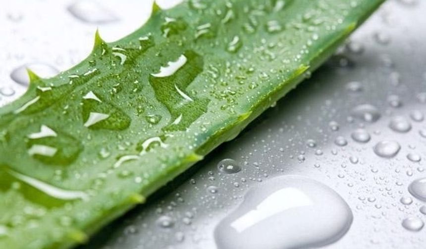 Aloe vera suyu: Güzelliğin vazgeçilmez malzemelerinden biri olan aloe vera suyu da kaşlar için eşsiz nimetlerden biri. Aloe vera suyunu günde bir defa uygulayarak kaşlarınızın kısa sürede artmasını sağlayabilirsiniz. Aynı zamanda aloe vera suyu yardımıyla kaşlarınız daha parlak olacak.