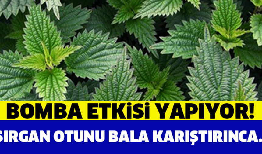 Balla karıştırılan ısırgan otu bomba etkisi yapıyor!

DEVAMI İÇİN TIKLA...