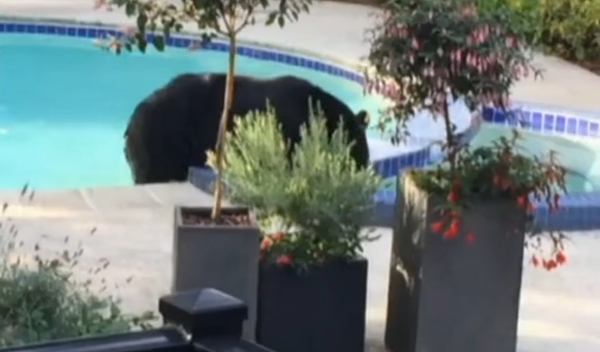Kanada&#039;da sıcaklardan bunalan ayı serinlemek için bir evin havuzuna girdi.
