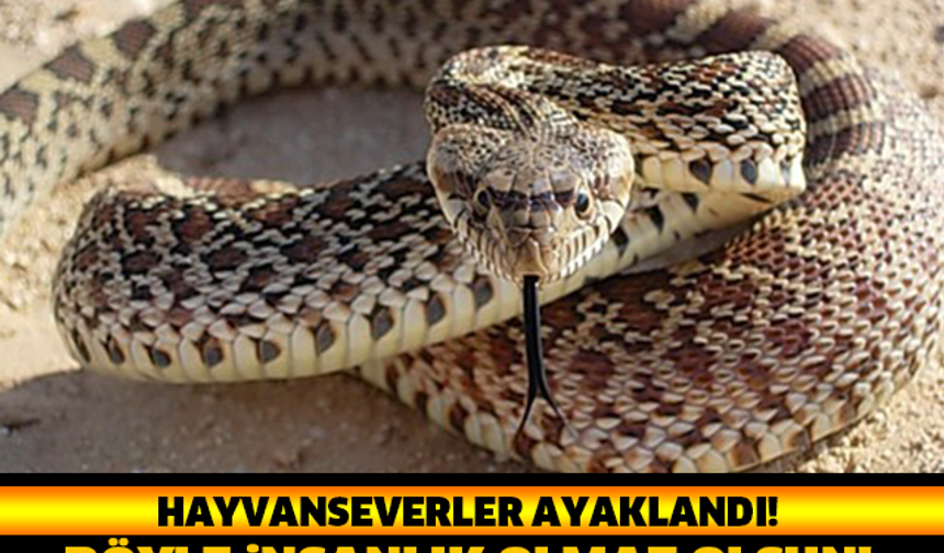 OHA ARTIK! BUNLARDAN HANGİSİ HAYVAN? ADAM YILANA TECAVÜZ EDİYOR!

GALERİ&#039;NİN DEVAMI İÇİN TIKLAYIN...