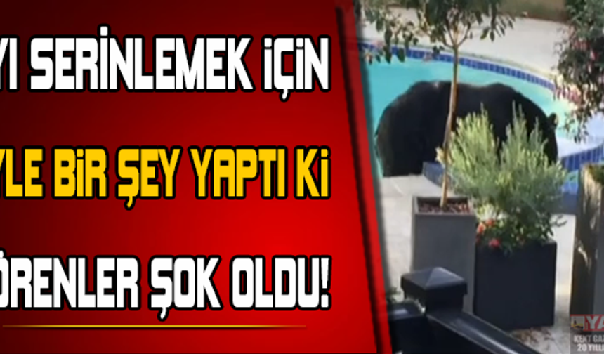 Ayı serinlemek için öyle bir şey yaptı ki....

GALERİNİN DEVAMI İÇİN TIKLAYIN...
