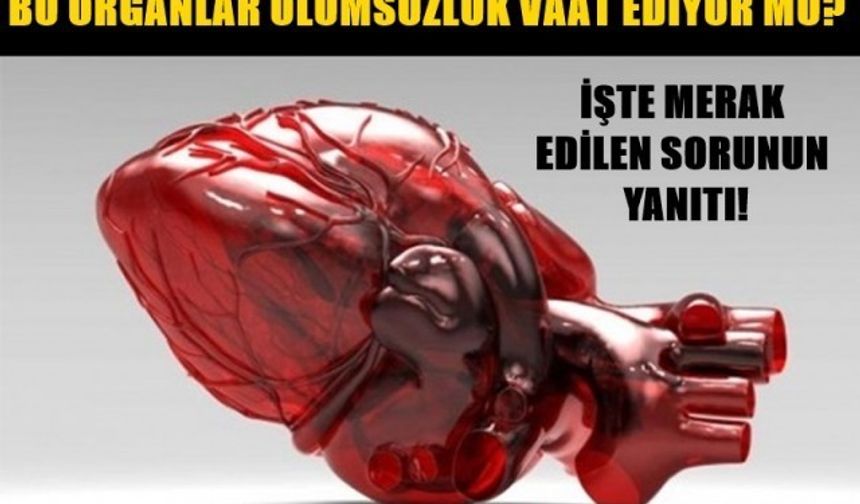 Bu Organlar Ölümsüzlük Vaat Ediyor Mu?