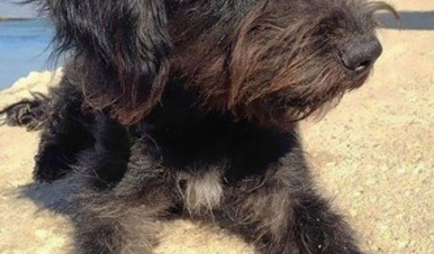 Hayatını kurtaran köpek için Girit&#039;e geri dönen Georgia,  bürokratik işler yüzünden birkaç hafta adada kaldı ve gerekli izinlerin alınması ve harçların ödenmesinin ardından sevimli köpekle birlikte İngiltere&#039;ye döndü.