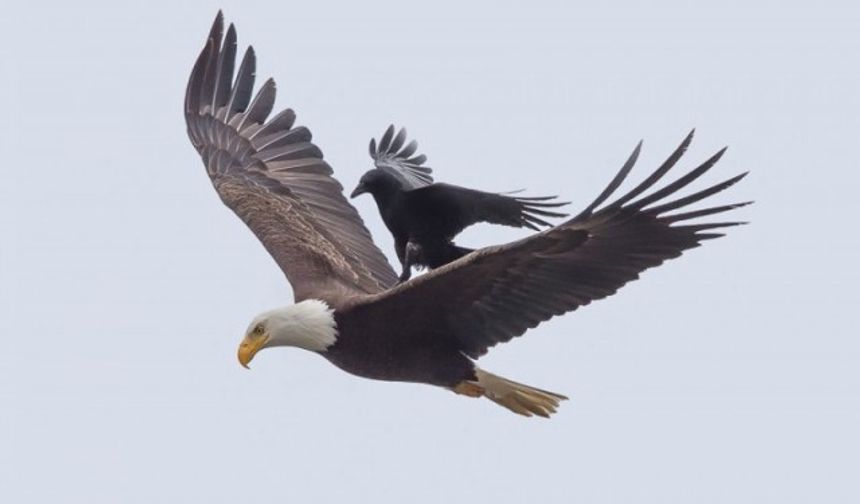 Chan, kartalın ava çıktığını belirterek, "Ben kartalı izlerken, bir karga gelip üzerine kondu ve birkaç dakika orada kaldı.