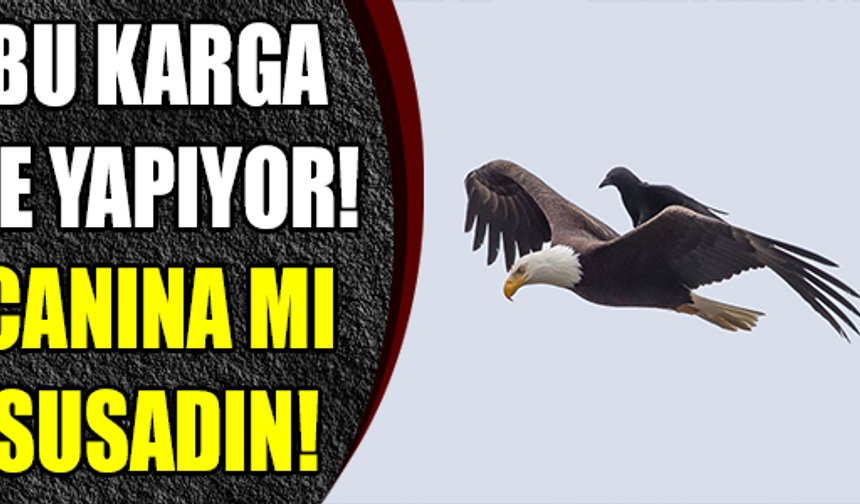 Galerinin Devamı İçin Tıklayınız.
