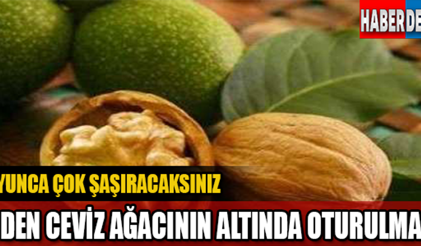 Anadolu&#039;da genel bir kanı vardır? &quot;Ceviz ağacının dibinde ve gölgesinde oturulmaz, adamı erken öldürür&quot; denir. Halk arasında da çok kullanılır bu söz, bu yüzden de ceviz gölgesinde oturmak makbul değildir... Peki, bunun neden söylenildiğini hiç düşündünüz mü?
